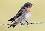 Welcome swallow | Warou. Juvenile showing yellow at corner of mouth. Cape Kidnappers, January 2010. Image © Dick Porter by Dick Porter.