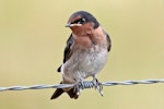 Welcome swallow | Warou. Front view of juvenile. Cape Kidnappers, January 2010. Image © Dick Porter by Dick Porter.