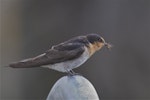 Welcome swallow | Warou. Immature, perched with spider in its bill. ANZAC Drive Reserve, Christchurch, April 2014. Image © Steve Attwood by Steve Attwood.