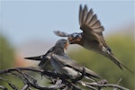 Welcome swallow | Warou. Adult delivering food to fledgling. Linwood Drain, Christchurch, February 2014. Image © Steve Attwood by Steve Attwood.