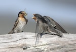 Welcome swallow | Warou. Adult feeding cicada to juvenile. Manawatu River estuary, March 2010. Image © Phil Battley by Phil Battley.