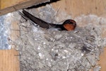 Welcome swallow | Warou. Adult on nest. Miranda, November 2008. Image © Peter Reese by Peter Reese.