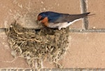 Welcome swallow | Warou. Adult building nest. Atawhai, Nelson, September 2014. Image © Rebecca Bowater by Rebecca Bowater FPSNZ AFIAP.