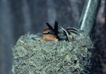 Welcome swallow | Warou. Adult on nest. Pukepuke Lagoon, Manawatu, September 1970. Image © Department of Conservation (image ref: 10036533) by John Kendrick, Department of Conservation.