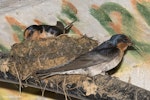 Welcome swallow | Warou. Adult pair building nest in culvert. Oratia, December 2016. Image © John and Melody Anderson, Wayfarer International Ltd by John and Melody Anderson.