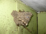 Welcome swallow | Warou. Nest. Banks Peninsula, October 2011. Image © James Mortimer by James Mortimer.