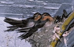 Welcome swallow | Warou. Fledglings on nest. February 1990. Image © Peter Reese by Peter Reese.