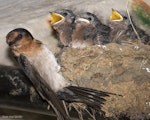 Welcome swallow | Warou. Adult with chicks (approximately 2 weeks old). Oratia, January 2017. Image © John and Melody Anderson, Wayfarer International Ltd by John and Melody Anderson.