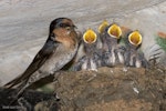 Welcome swallow | Warou. Adult bird with chicks (approximately 11 days old). Oratia, January 2017. Image © John and Melody Anderson, Wayfarer International Ltd by John and Melody Anderson.