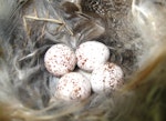 Welcome swallow | Warou. Eggs in nest. Banks Peninsula, October 2011. Image © James Mortimer by James Mortimer.