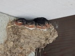 Welcome swallow | Warou. Four fully-grown chicks in nest. Inverurie, Invercargill, January 2019. Image © Philippa Simmons by Philippa Simmons.