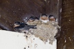 Welcome swallow | Warou. Five fledglings 2 days before leaving the nest. Tauranga, January 2013. Image © Raewyn Adams by Raewyn Adams.