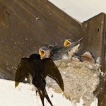 Welcome swallow | Warou. Parent arriving with food. Tauranga, January 2013. Image © Raewyn Adams by Raewyn Adams.