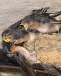 Welcome swallow | Warou. Adult bird feeding fledglings on the day two of the four left the nest. Oratia, January 2017. Image © John and Melody Anderson, Wayfarer International Ltd by John and Melody Anderson.