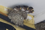 Welcome swallow | Warou. Four fully-grown nestlings calling to approaching adult. Green Bay, Auckland, October 2015. Image © Gordon Miskelly by Gordon Miskelly.