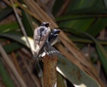 Welcome swallow | Warou. Pair copulating. Tiritiri Matangi Island, November 2008. Image © Peter Reese by Peter Reese.