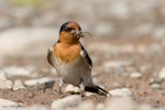 Welcome swallow | Warou. Adult collecting mud nesting material. Tokaanu, October 2007. Image © Neil Fitzgerald by Neil Fitzgerald.