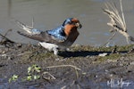 Welcome swallow | Warou. Collecting mud. Whitford Estuary area, Auckland, September 2018. Image © Marie-Louise Myburgh by Marie-Louise Myburgh.