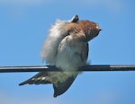 Welcome swallow | Warou. Sunbathing. Lower Hutt, December 2011. Image © John Flux by John Flux.