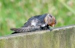 Welcome swallow | Warou. Juvenile scratching. Mangere sewage ponds, Auckland, January 2012. Image © Joke Baars by Joke Baars.