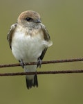 Fairy martin. Adult. Western Treatment Plant, Werribee, Victoria, February 2018. Image © Tim Van Leeuwen 2018 birdlifephotography.org.au by Tim Van Leeuwen.