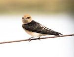 Fairy martin. Adult. Western Treatment Plant, Werribee, Victoria, February 2016. Image © Con Duyvestyn 2016 birdlifephotography.org.au by Con Duyvestyn.