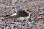 Fairy martin. Adult on ground. Western Treatment Plant, Werribee, Victoria, November 2019. Image © Simon Pelling 2019 birdlifephotography.org.au by Simon Pelling.