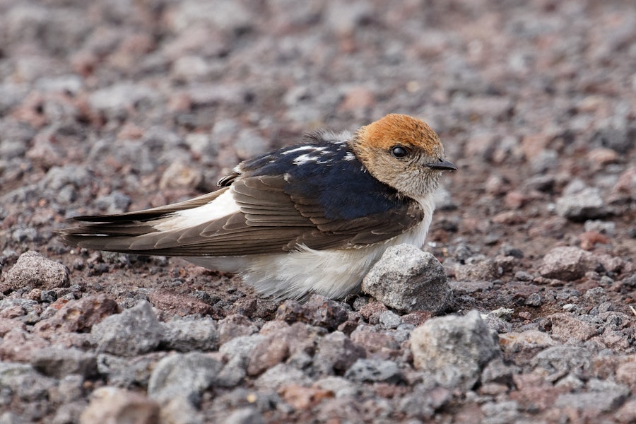 Fairy martin. Adult on ground. Western Treatment Plant, Werribee, Victoria, November 2019. Image © Simon Pelling 2019 birdlifephotography.org.au by Simon Pelling.