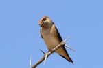 Fairy martin. Adult. Carnarvon, Western Australia, August 2018. Image © William Betts 2018 birdlifephotography.org.au by William Betts.