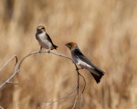 Fairy martin. Two adults. June 2012. Image © Jim Bendon by Jim Bendon.