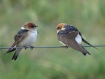 Fairy martin. Adults resting. Canberra, October 2018. Image © R.M. by R.M..