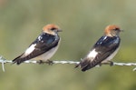 Fairy martin. Adults. Wastewater Ponds, Alice Springs, Australia, September 2015. Image © Alan Tennyson by Alan Tennyson.