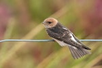 Fairy martin. Juvenile. Western Treatment Plant, Werribee, Victoria, November 2016. Image © Mark Lethlean 2017 birdlifephotography.org.au by Mark Lethlean.