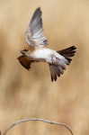 Fairy martin. Adult in flight. June 2012. Image © Jim Bendon by Jim Bendon.