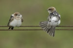 Fairy martin. Two fledglings. Western Treatment Plant, Werribee, Victoria, February 2018. Image © Tim Van Leeuwen 2018 birdlifephotography.org.au by Tim Van Leeuwen.