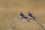 Fairy martin. Two juveniles perched. Kedron Brook Wetlands, January 2018. Image © Oscar Thomas by Oscar Thomas.