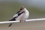 Fairy martin. Fledgling. Western Treatment Plant, Werribee, Victoria, November 2019. Image © Simon Pelling 2019 birdlifephotography.org.au by Simon Pelling.