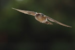 Fairy martin. Adult in flight. Western Treatment Plant, Werribee, Victoria, March 2017. Image © Con Duyvestyn 2017 birdlifephotography.org.au by Con Duyvestyn.