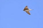 Fairy martin. Adult in flight. Western Treatment Plant, Werribee, Victoria, February 2016. Image © Rodger Scott 2016 birdlifephotography.org.au by Rodger Scott.