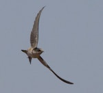 Fairy martin. Adult in flight. August 2012. Image © Jim Bendon by Jim Bendon.