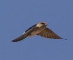 Fairy martin. Adult in flight. August 2012. Image © Jim Bendon by Jim Bendon.