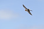 Fairy martin. Adult in flight. Western Treatment Plant, Werribee, Victoria, November 2016. Image © Rodger Scott 2016 birdlifephotography.org.au by Rodger Scott.