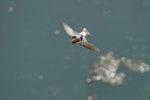 Fairy martin. Adult in flight. Werribee South, Victoria, September 2014. Image © Rodger Scott 2014 birdlifephotography.org.au by Rodger Scott.