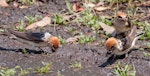 Fairy martin. Three adults gathering mud for nests. Warrumbungle National Park, New South Wales, October 2017. Image © Simon Pelling 2017 birdlifephotography.org.au by Simon Pelling.