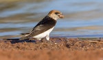 Fairy martin. Adult gathering mud for nest. Whyalla Wetlands, South Australia, January 2019. Image © David Newell 2019 birdlifephotography.org.au by David Newell.