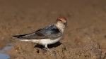 Fairy martin. Adult gathering mud for nest. Western Treatment Plant, Werribee, Victoria, October 2015. Image © Ian Wilson 2016 birdlifephotography.org.au by Ian Wilson.