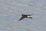 Fairy martin. Adult in flight. Kedron Brook Wetlands, January 2018. Image © Oscar Thomas by Oscar Thomas.