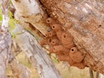 Fairy martin. Nests on underside of tree trunk (almost all nest sites are on artificial structures). Coomeroo Pool, Carnarvon, Western Australia, October 2018. Image © Les George 2020 birdlifephotography.org.au by Les George.