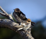 Fairy martin. Adult (at front) with welcome swallow. Western Treatment Plant, Werribee, Victoria, March 2010. Image © John Stirling 2010 birdlifephotography.org.au by John Stirling.