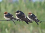 Fairy martin. Two fairy martins with a tree martin (centre). Canberra, October 2018. Image © R.M. by R.M..